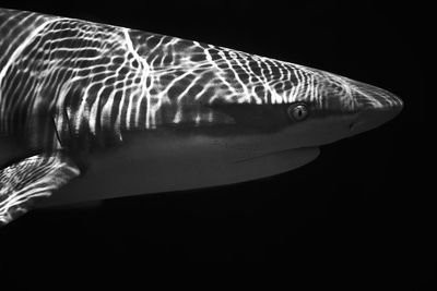 Close-up of fish swimming in aquarium