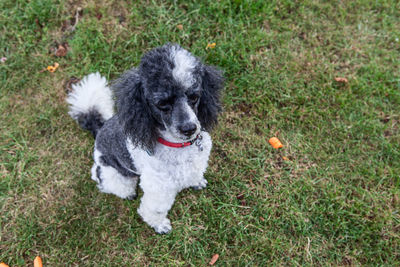 Dog standing on grassy field