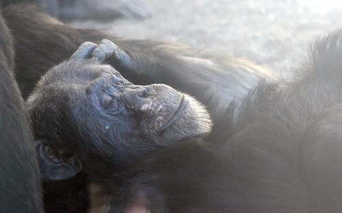 Ape behind a window