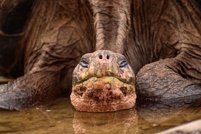 Close-up portrait of tortoise in water