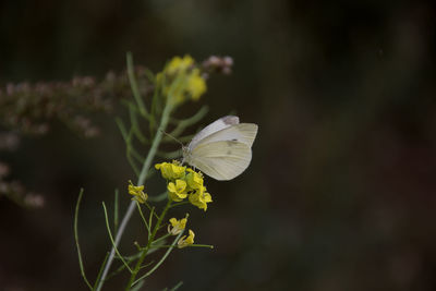 Close-up of butterfly pollinating on flower
