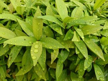 Full frame shot of wet plants