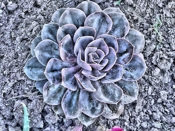 Directly above shot of succulent plant on field