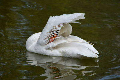 A swan with a raised wing covering its head on the water