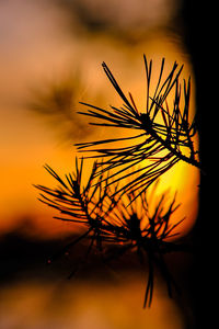 Close-up of silhouette plant against sky at sunset