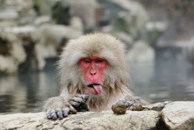 Portrait of japanese macaque