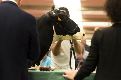 Close-up of cow by people in auction