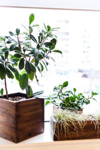 Close-up of potted plant on table