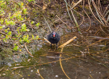 High angle view of bird in lake