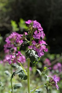 Close-up of purple flowering plant