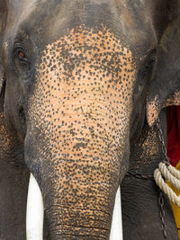 Close-up of elephant