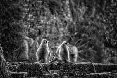 Birds perching on a wall