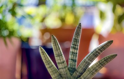 Close-up of hand holding plant