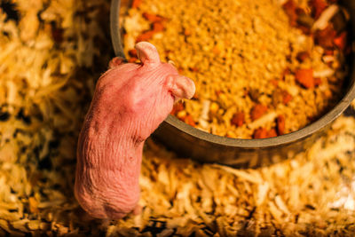 High angle view of person preparing food