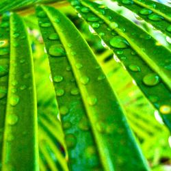 Full frame shot of wet leaf