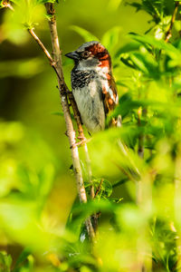 Close-up of bird perching on a plant