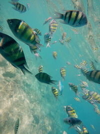 Fish swimming in sea