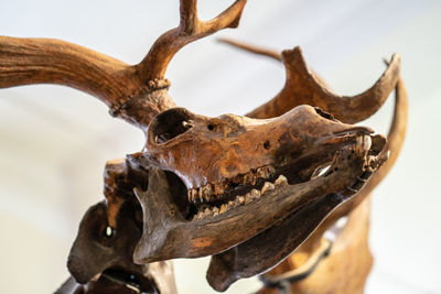 Close-up of animal skull