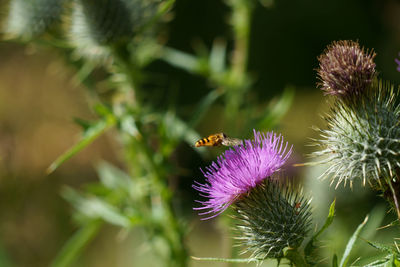 Hoverfly flying close to a purple spear thistle flower head.