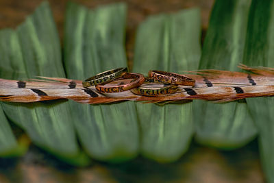 Close-up of insect on leaves