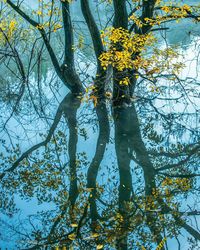 Low angle view of flowering tree against sky