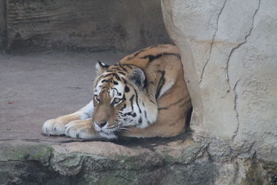 Cat resting on rock at zoo