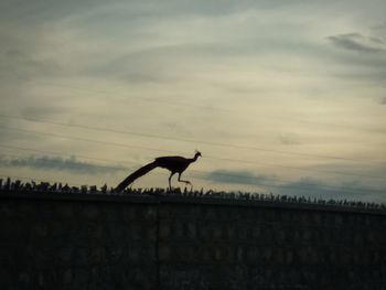 Low angle view of bird flying against sky