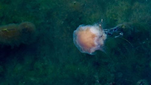 Close-up of jellyfish swimming in sea