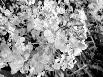 Close-up of flowers blooming outdoors