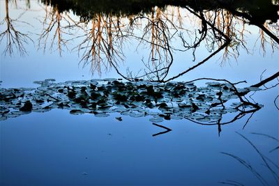 Reflection of tree in lake