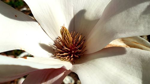 Close-up of white flowering plant