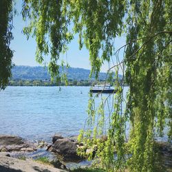 Lake with trees in background