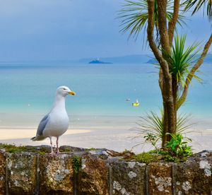 Seagull perching on a beach