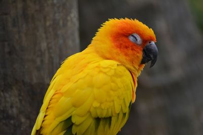 Close-up of yellow parrot