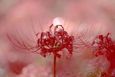 Close-up of red flower