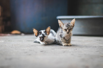 Portrait of a cat lying on floor