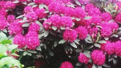 Close-up of pink flowers