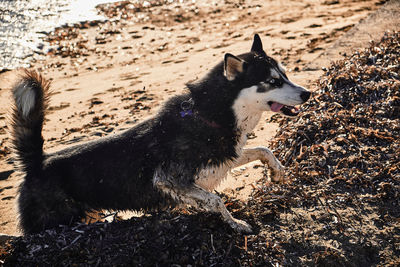 View of dog looking away