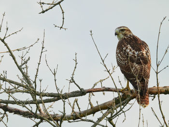 Low angle view of eagle perching on tree