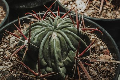 High angle view of succulent plant on field