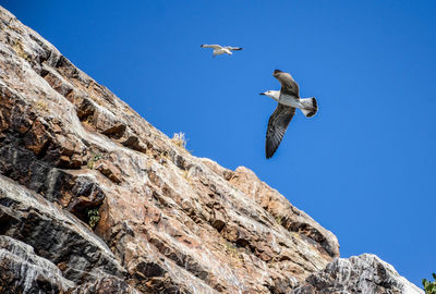 Low angle view of birds flying by cliff against clear blue sky