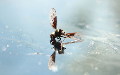 Close-up of spider on the surface