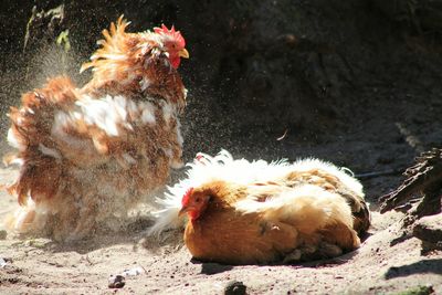 Close-up of hens and rooster on field