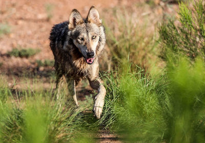 Dog running in grass