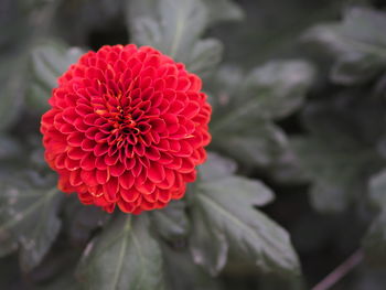 Close-up of red dahlia