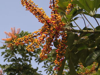 Umbrella tree fruits are berries