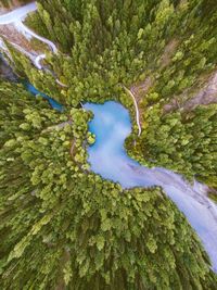 High angle view of moss growing by sea