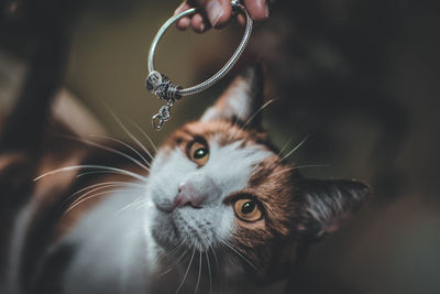 Close-up portrait of a cat