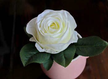 Close-up of white rose