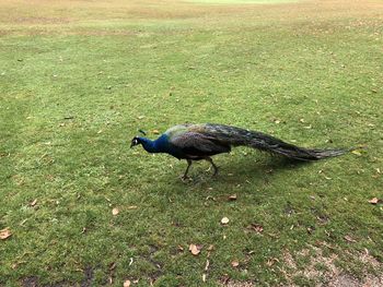 High angle view of a bird on field